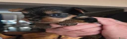 Yorkshire cani in vendita:  5 Bellissimi cuccioli di Yorkshire Terrier a Città metropolitana di Milano - Annuncio 17