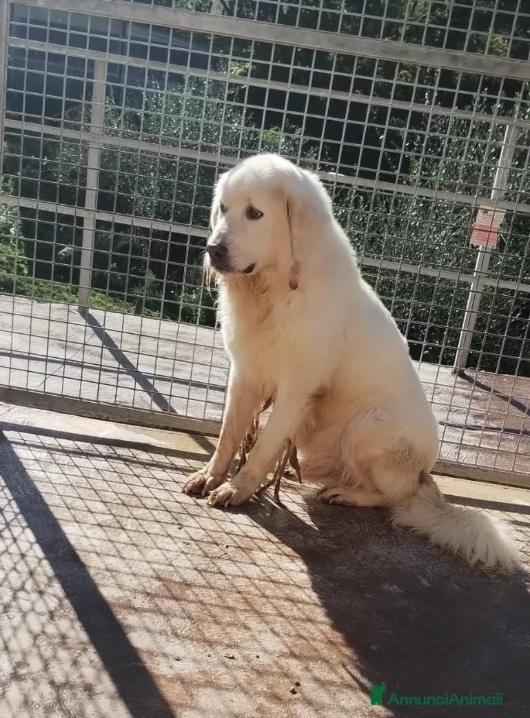 Pastore Maremmano cani Sansone alla riscossa! a Provincia di Viterbo - Annuncio 2