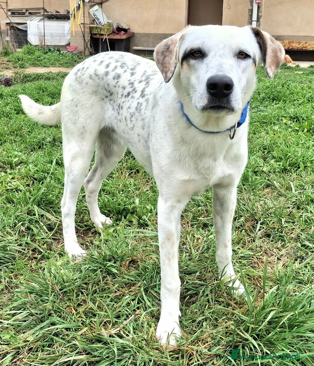 Meticcio cani in regalo: Blues 1 anno taglia media grande  a Città metropolitana di Palermo - Annuncio 3