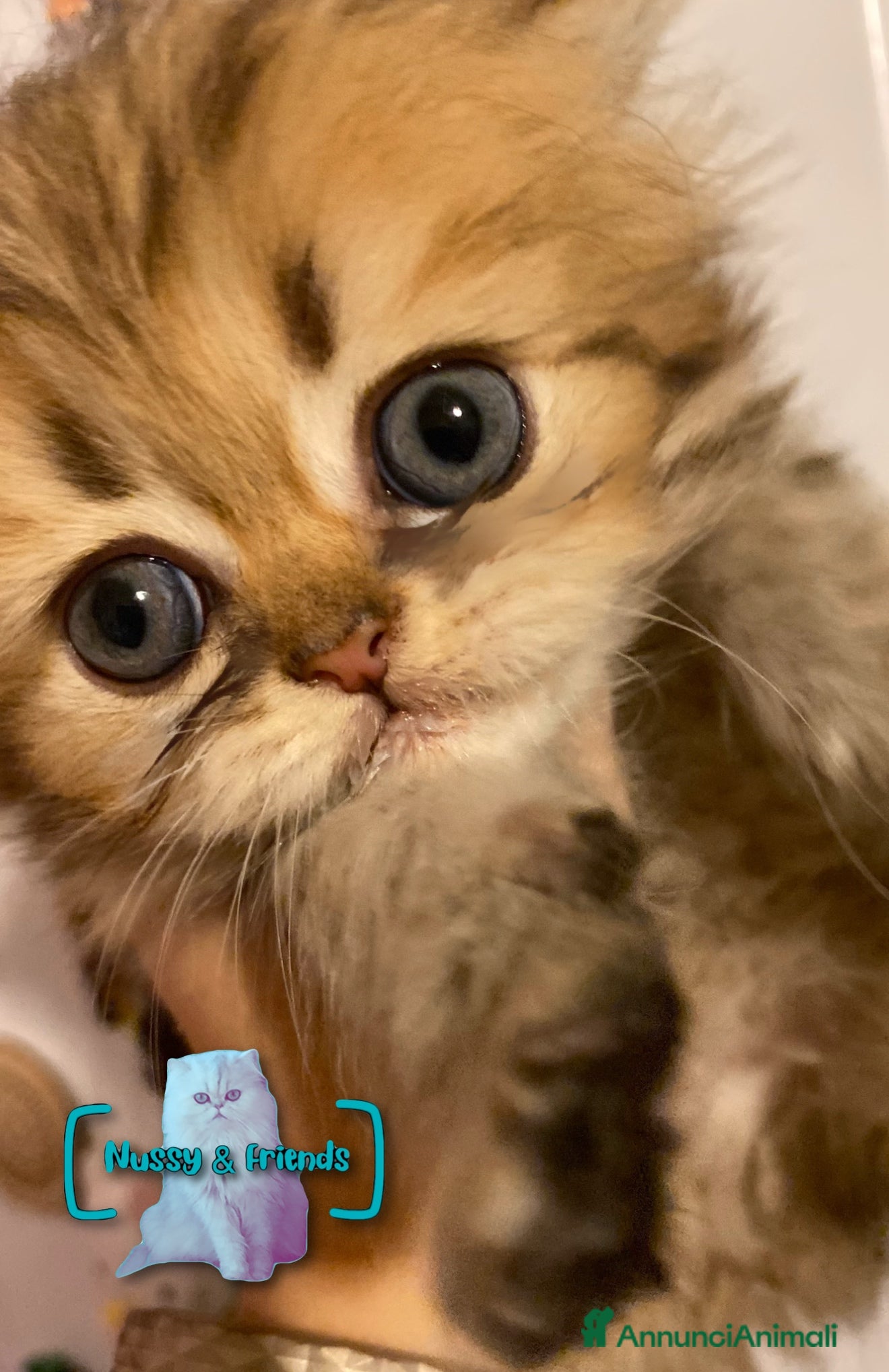 Persiano gatti in vendita: Cucciolo di gatto persiano chinchilla golden - Annuncio 11