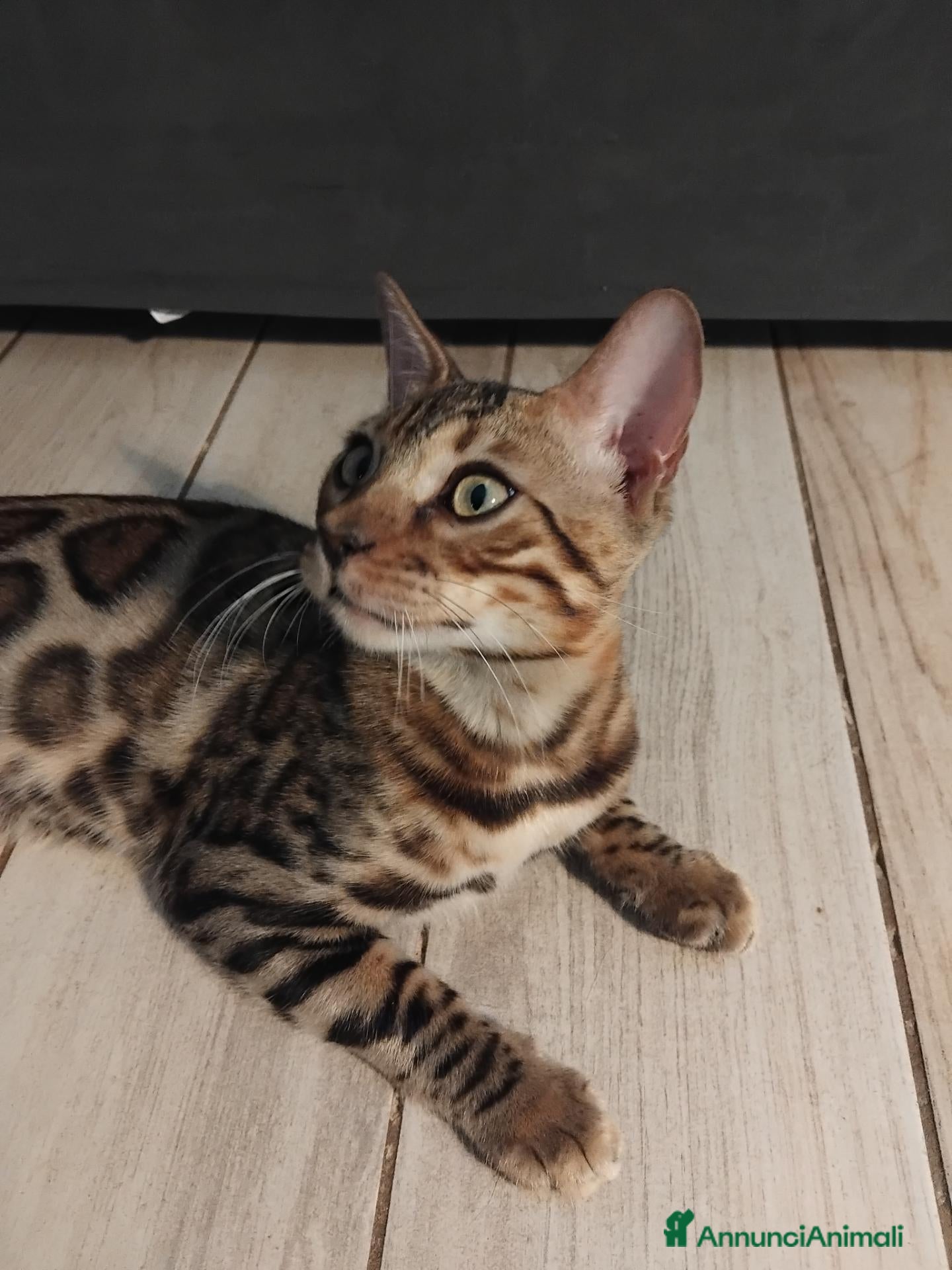 Bengala gatti Dolcissimo gattino del bengala con pedigree AFSI  - Annuncio 2