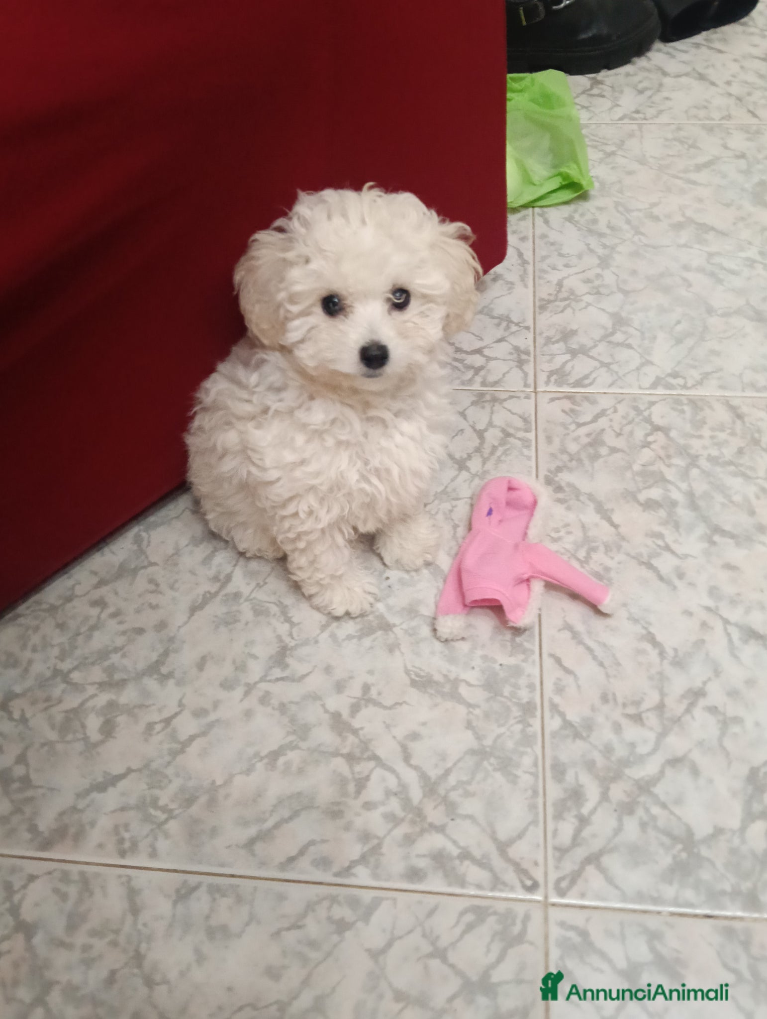 Barboncino Toy cani Ultimo cucciolo di barboncino toy bianco - Annuncio 3