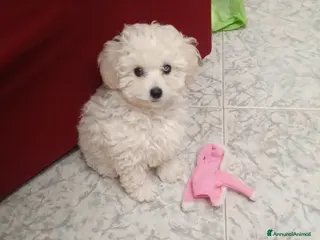 Barboncino Toy cani Ultimo cucciolo di barboncino toy bianco - Annuncio 3
