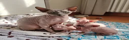 Sphynx gatti in vendita: Cuccioli Canadian Sphynx  - Annuncio 2
