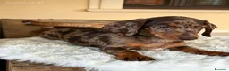 Bassotto Nano cani in vendita: Bassotti cuccioli  - Annuncio 2