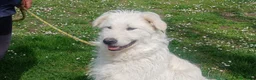 Meticcio cani in regalo: SANDRINO HA PERSO TUTTO, IN ADOZIONE - Annuncio 3