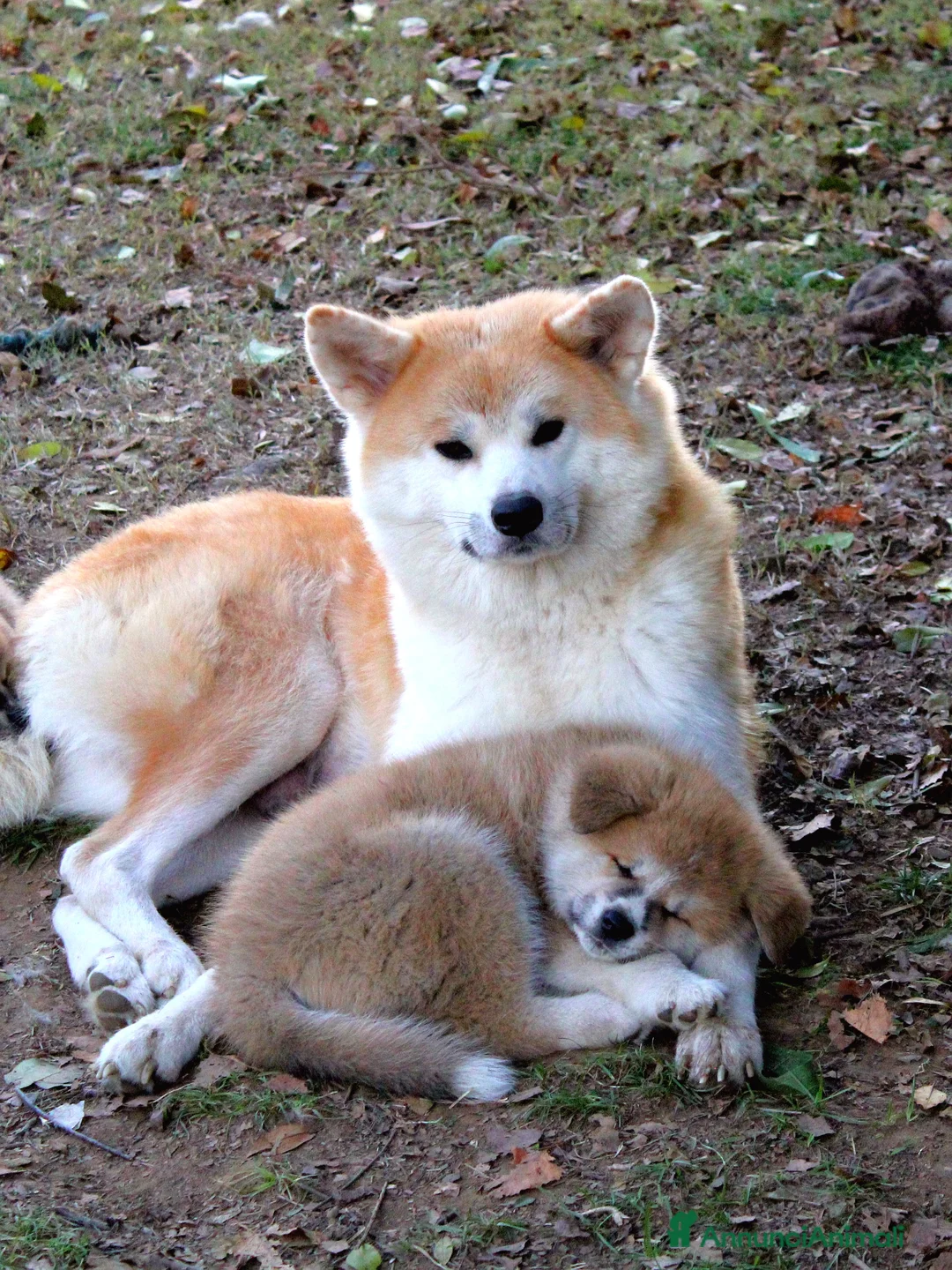 Akita Inu cani in vendita: Cuccioli di AKITA LOMBARDIA Como e Monza  - Annuncio 1