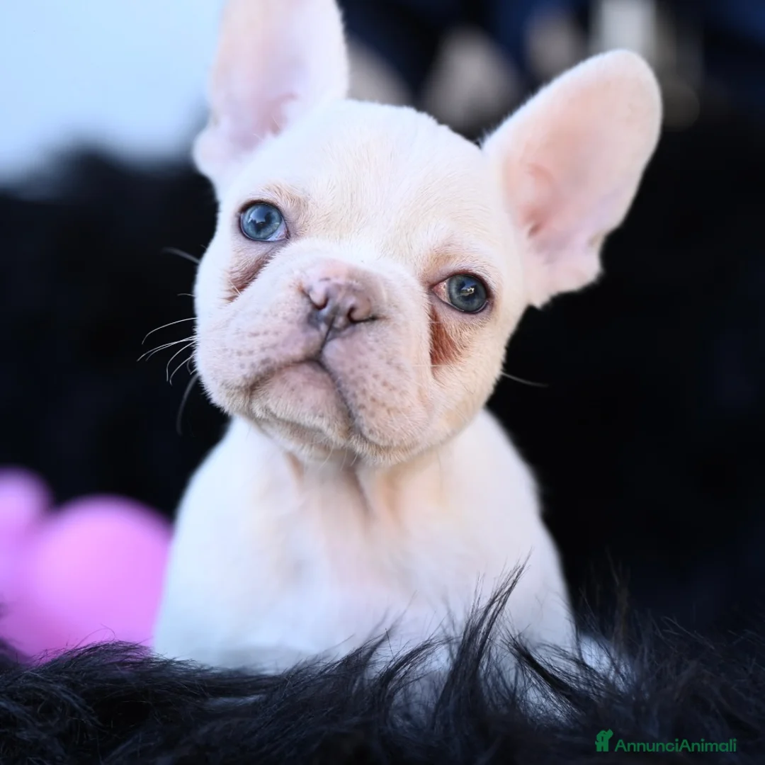 Bulldog Francese cani in vendita: ultimi 2 cuccioli di Bulldog Francese - Annuncio 2