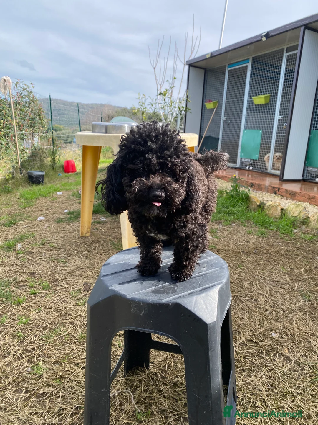 Barboncino Toy cani per accoppiamento: Barboncino Toy  - Annuncio 16