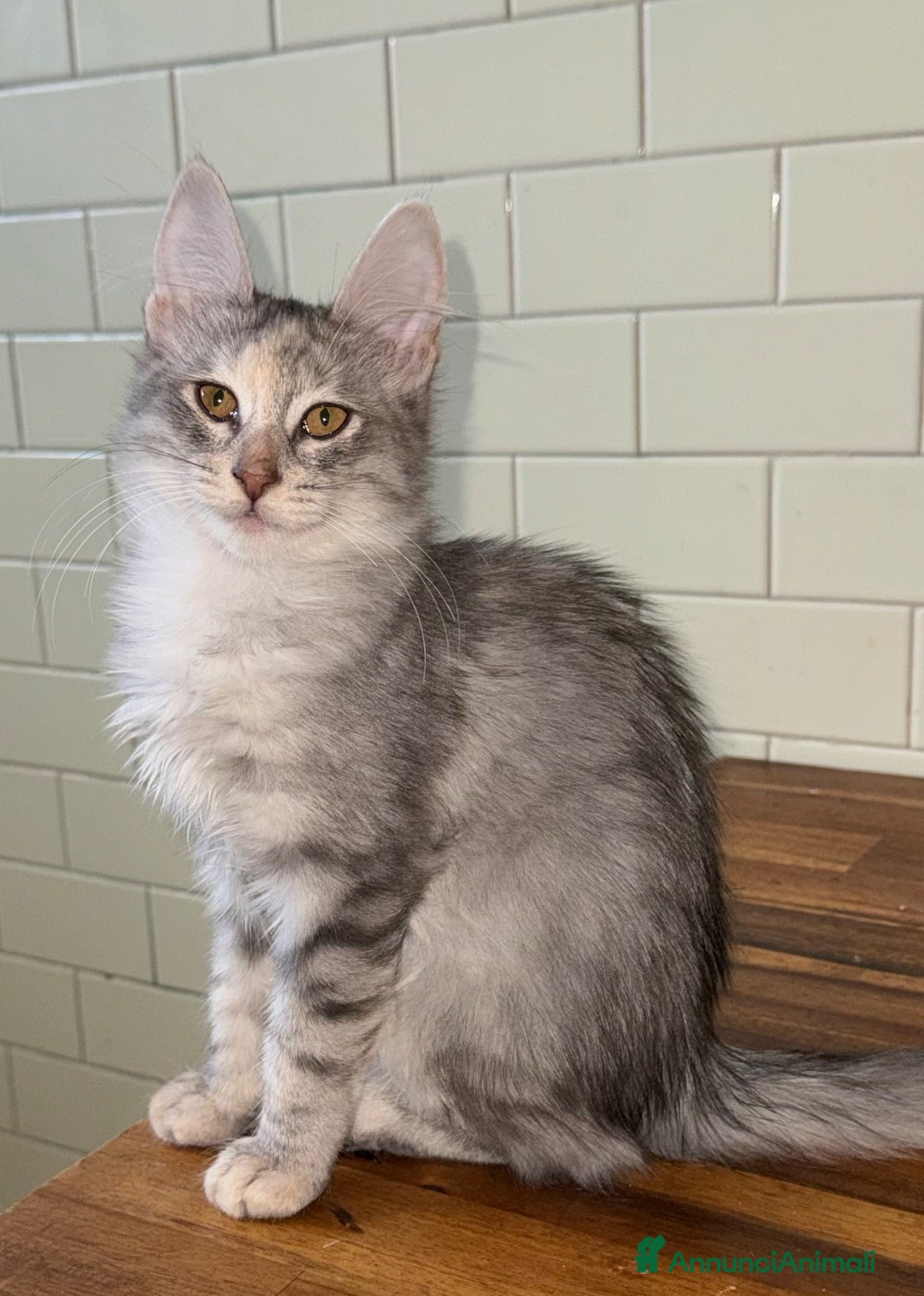 Angora turco gatti Gatta di razza Angora Turco - Bella - Annuncio 3