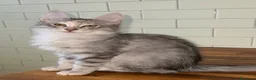 Angora turco gatti in vendita: Gatta di razza Angora Turco - Bella - Annuncio 1