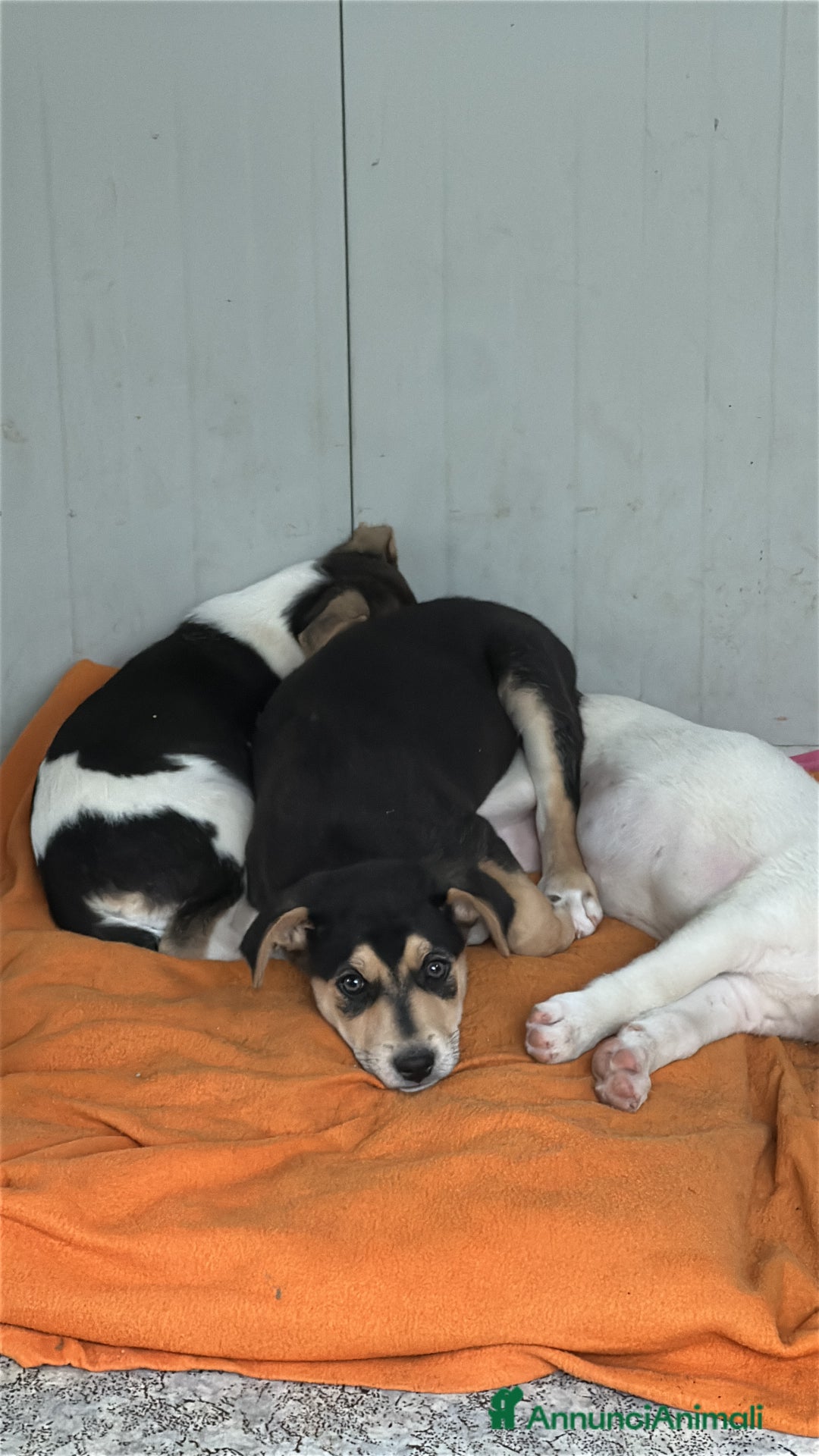 Meticcio cani in regalo: VASCO CERCA ADOZIONE - Annuncio 3