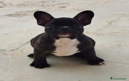 Bulldog Francese cani in vendita: Bulldog francese  - Immagine 1