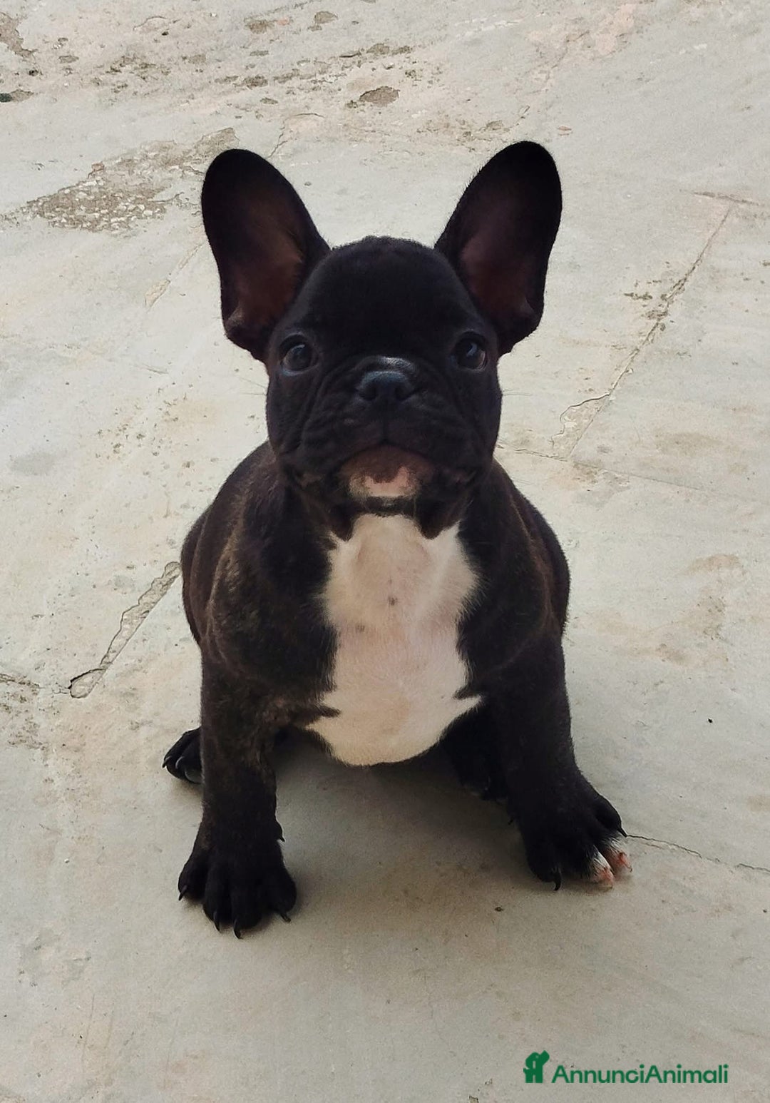 Bulldog Francese cani in vendita: Bulldog francese  - Immagine 1