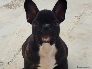 Bulldog Francese cani Bulldog francese - Annuncio 23