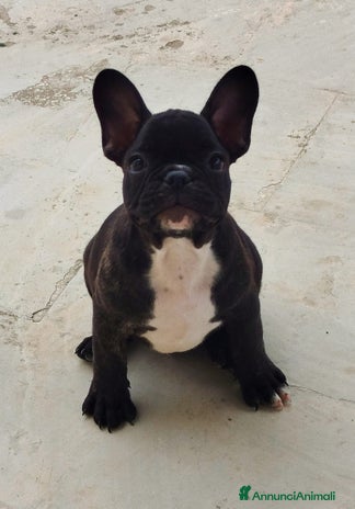 Bulldog Francese cani - Annuncio 7