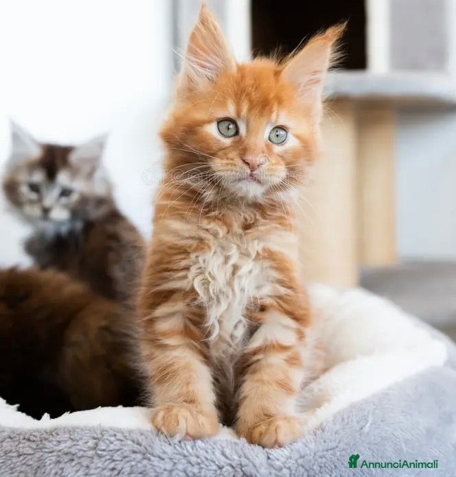 Maine Coon gatti Cuccioli Maine coon con Pedigree  - Annuncio 2