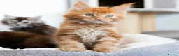 Maine Coon gatti in vendita: Cuccioli Maine coon con Pedigree  - Annuncio 2
