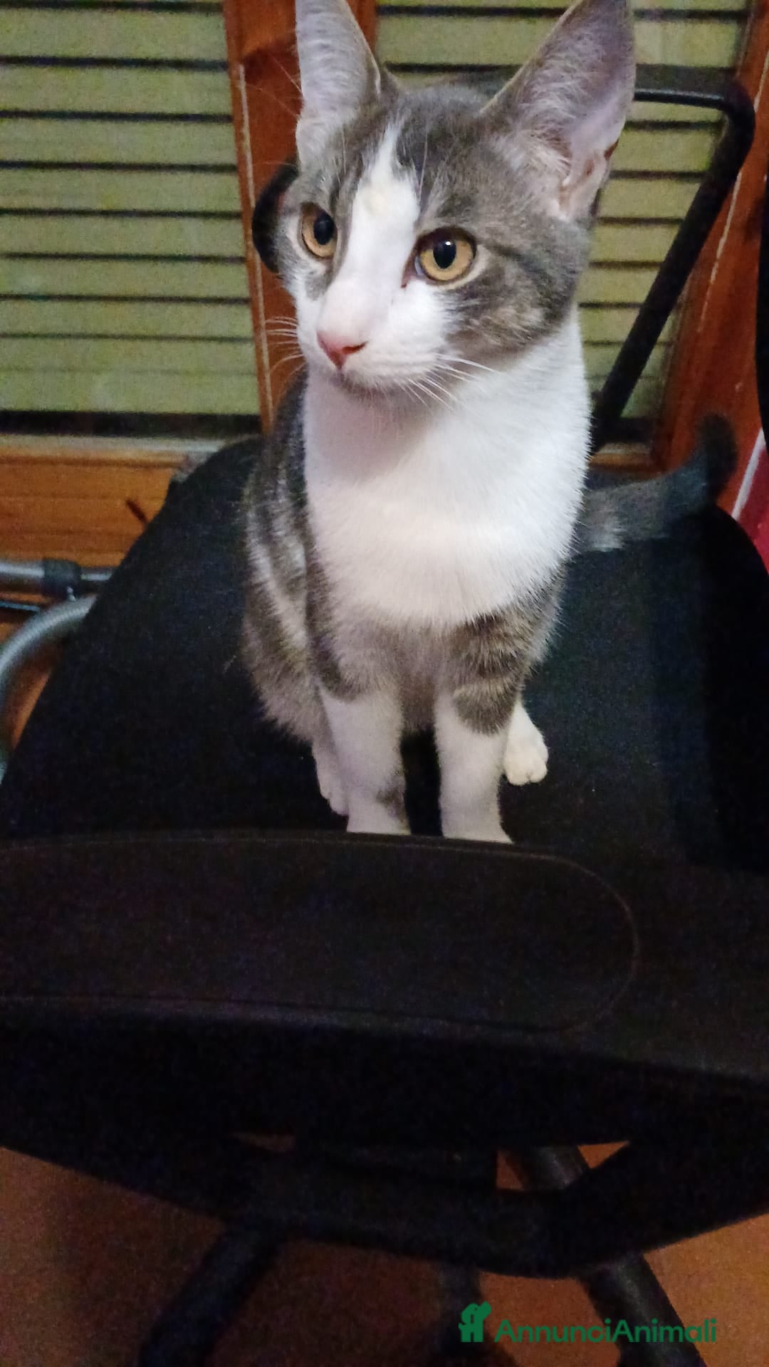 Meticcio gatti in regalo: GATTINI DOLCISSIMI  - Annuncio 10