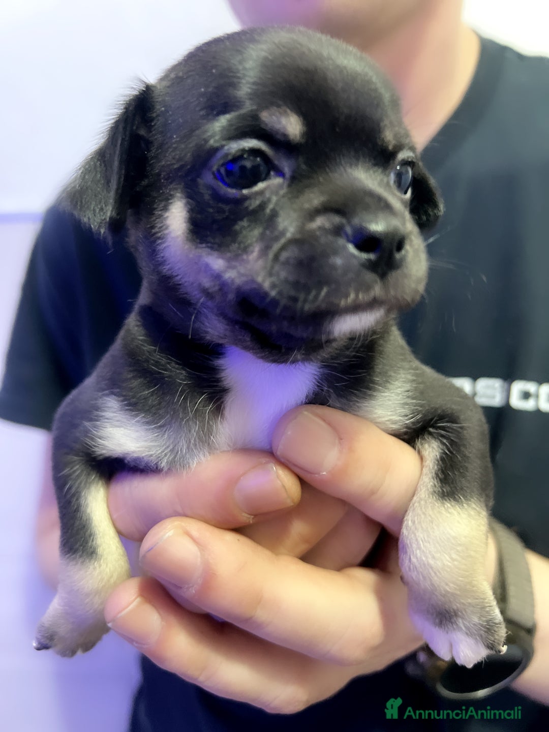 Chihuahua cani in vendita: Chihuahua  - Annuncio 7