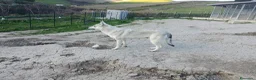 Lupo Cecoslovacco cani in vendita: Cucciolo Lupo Cecoslovacco argentato - Annuncio 5