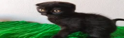 Scottish gatti in vendita: Gatti schottish  - Annuncio 4