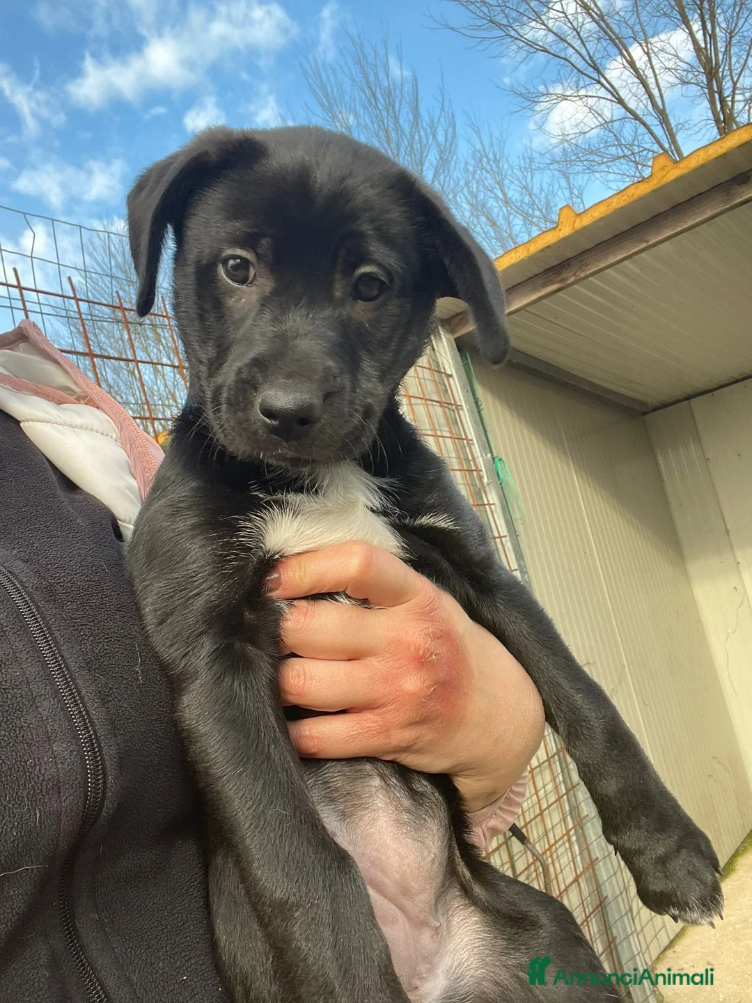 Labrador cani in regalo: LA FANTASTICA VITTO - Annuncio 5