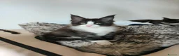 Maine Coon gatti in vendita: 2 Maschietti Maine Coon Bicolour - Annuncio 9