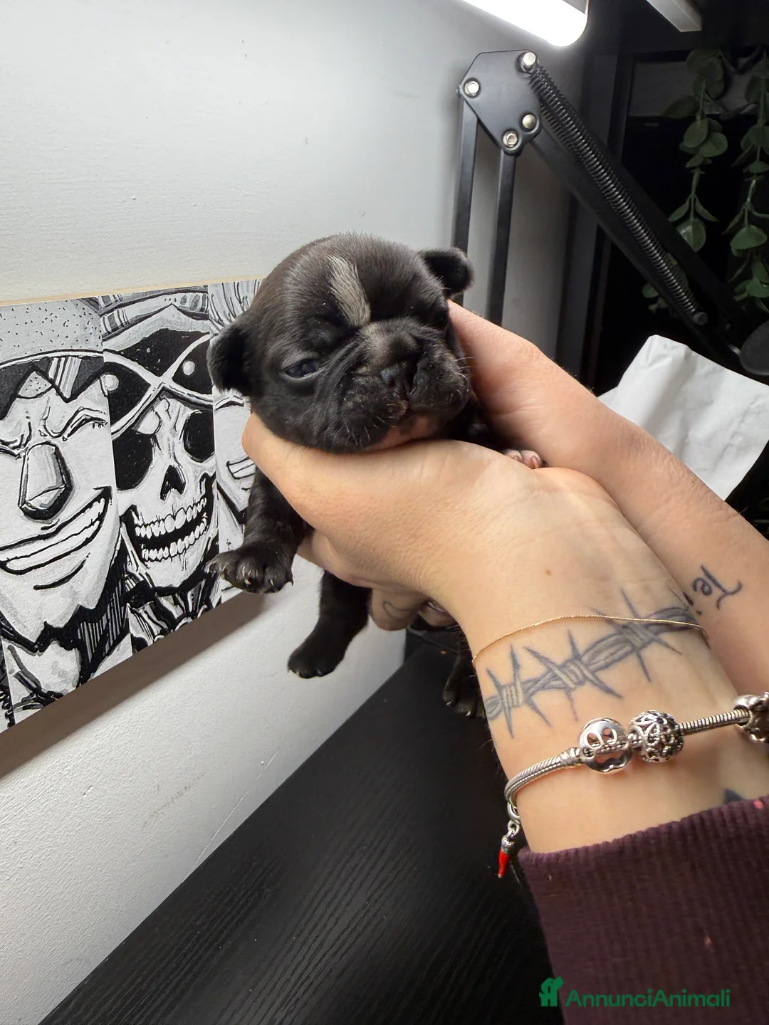 Bulldog Francese cani in vendita: Bulldog francese  - Annuncio 8