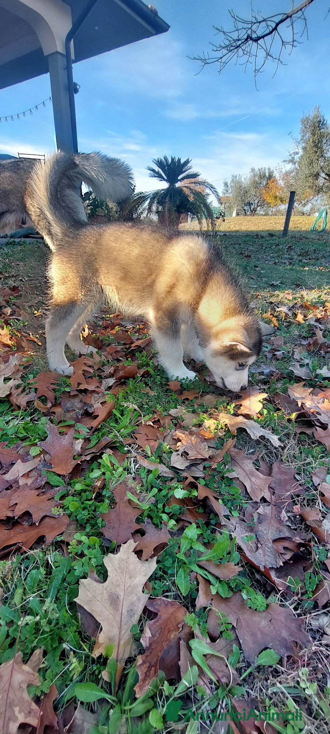 Alaskan Malamute cani in vendita: ALASKAN MALAMUTE ALTA GENEALOGIA - Annuncio 5