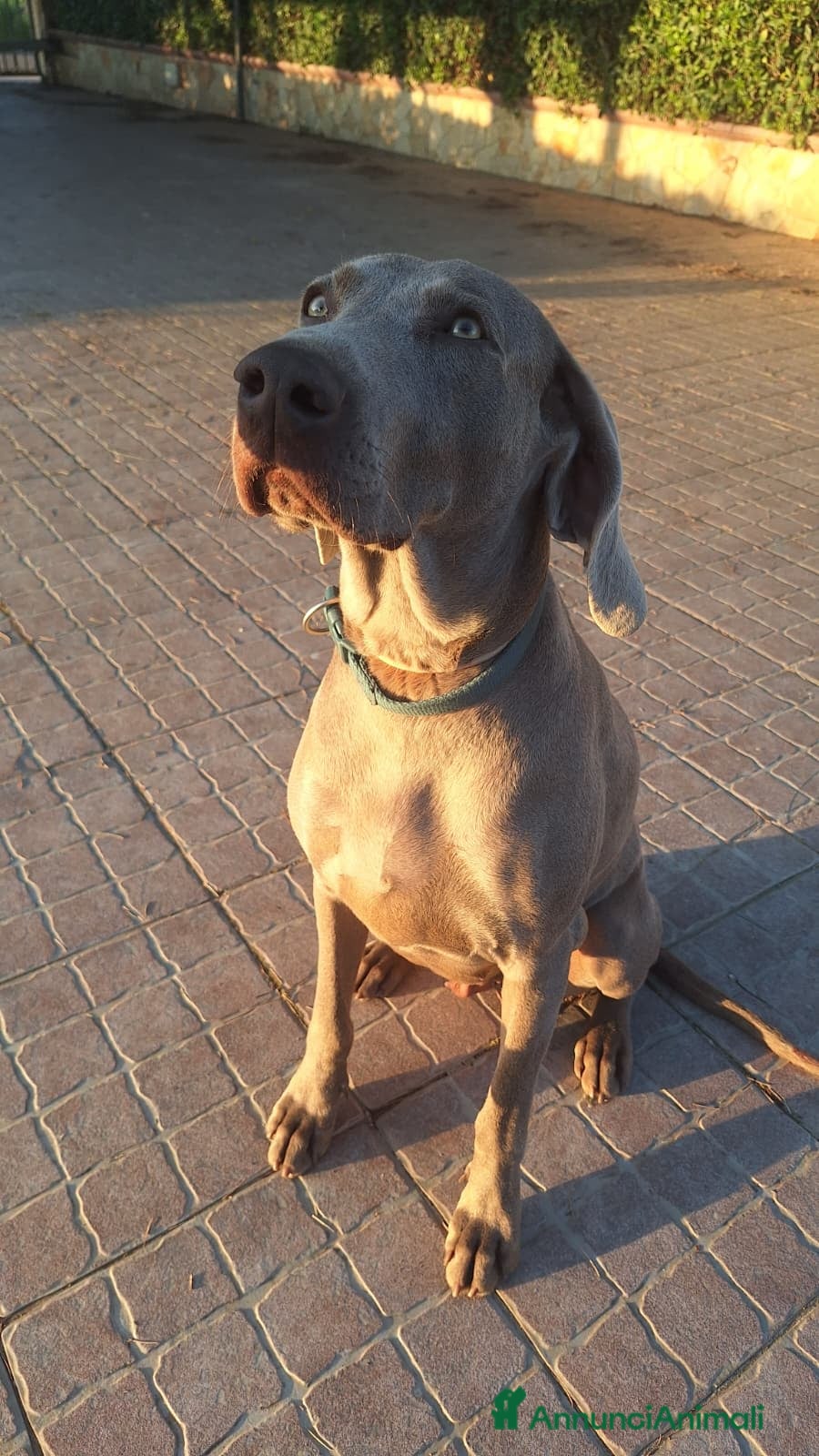 Weimaraner cani Ultimissima cucciola di Weimaraner  - Annuncio 6