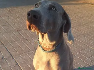 Weimaraner cani Ultimissima cucciola di Weimaraner - Annuncio 6