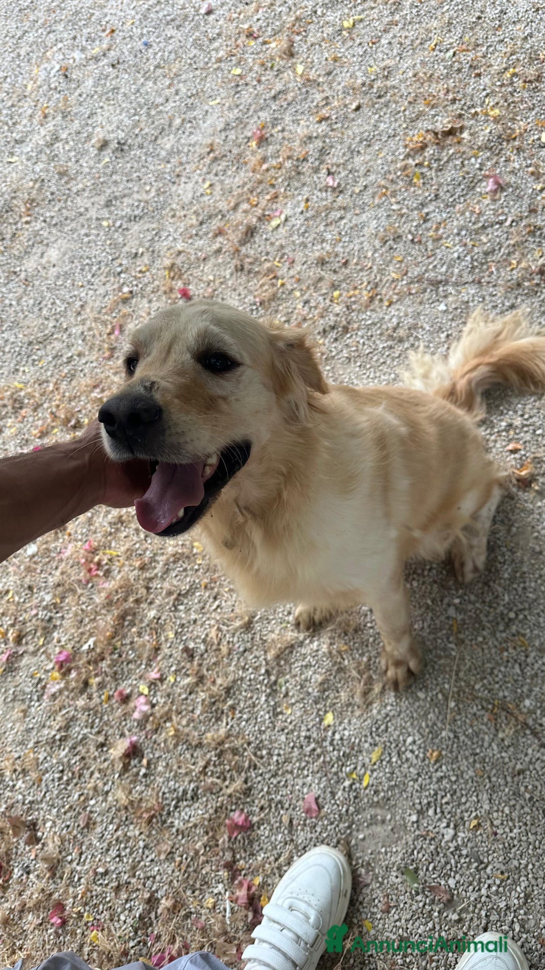 Golden Retriever cani in regalo: Splendido Golden Retreiver - CASPER - Annuncio 7