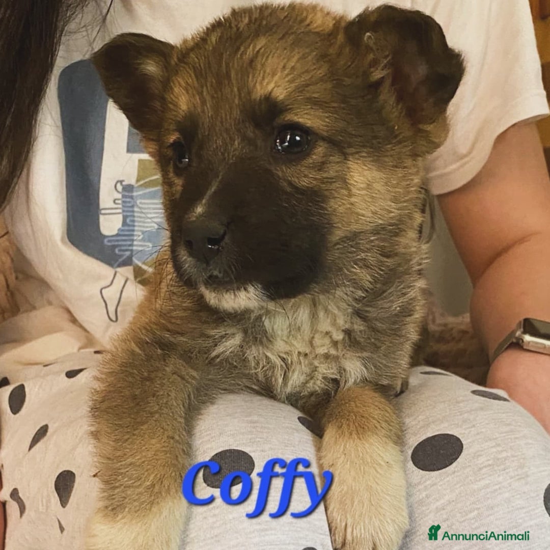 Meticcio cani in regalo: COFFY e ORSO cucciolini  IN REGALO a Città metropolitana di Catania - Immagine 2