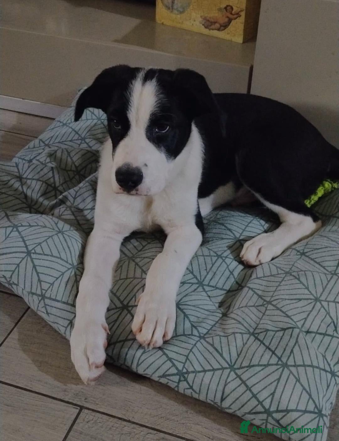 Meticcio cani Cucciolo 3 mesi - Annuncio 2