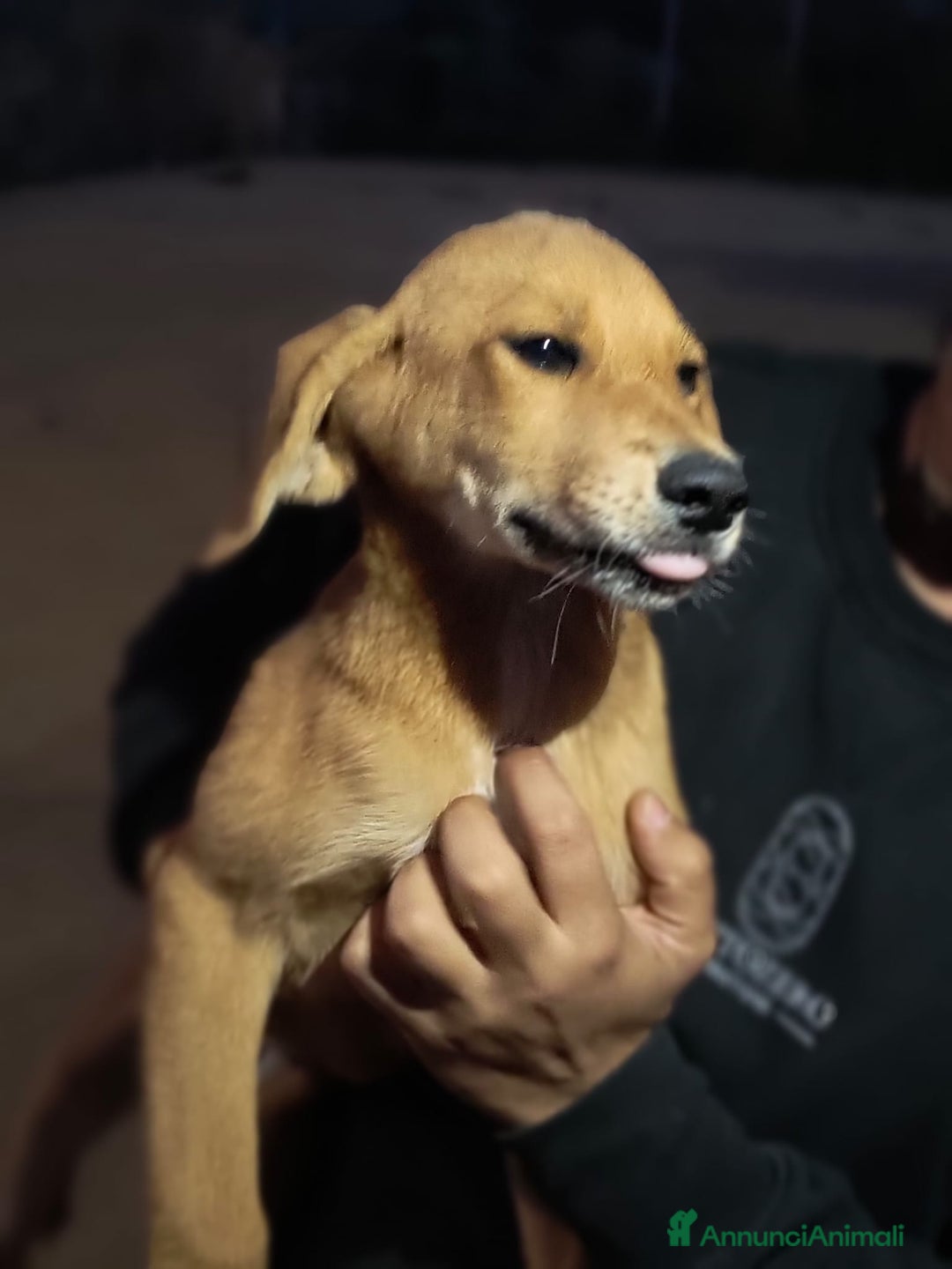 Meticcio cani in regalo: 5 cuccioli per 5 famiglie - Annuncio 9