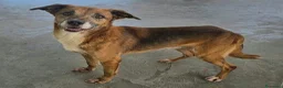 Meticcio cani in regalo: 16 kg, 4 anni rischia il canile    - Annuncio 7