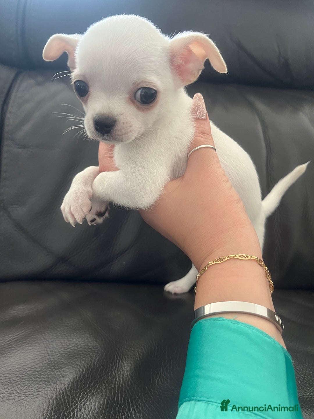 Chihuahua cani in vendita: Chihuahua maschi con pedigree - Annuncio 4