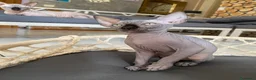 Sphynx gatti in vendita: Cuccioli Sphynks  - Annuncio 35