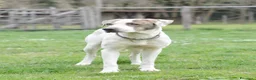 Meticcio cani in regalo: PONY ATTENDE SEMPRE LA SUA RIVINCITA, IN ADOZIONE - Annuncio 2