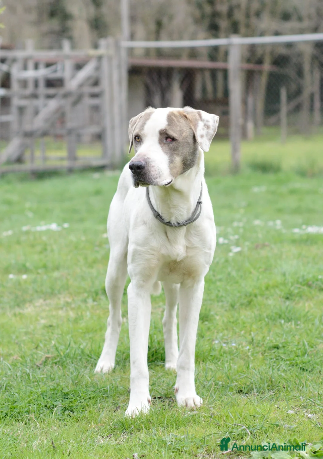 Meticcio cani in regalo: PONY ATTENDE SEMPRE LA SUA RIVINCITA, IN ADOZIONE - Annuncio 2