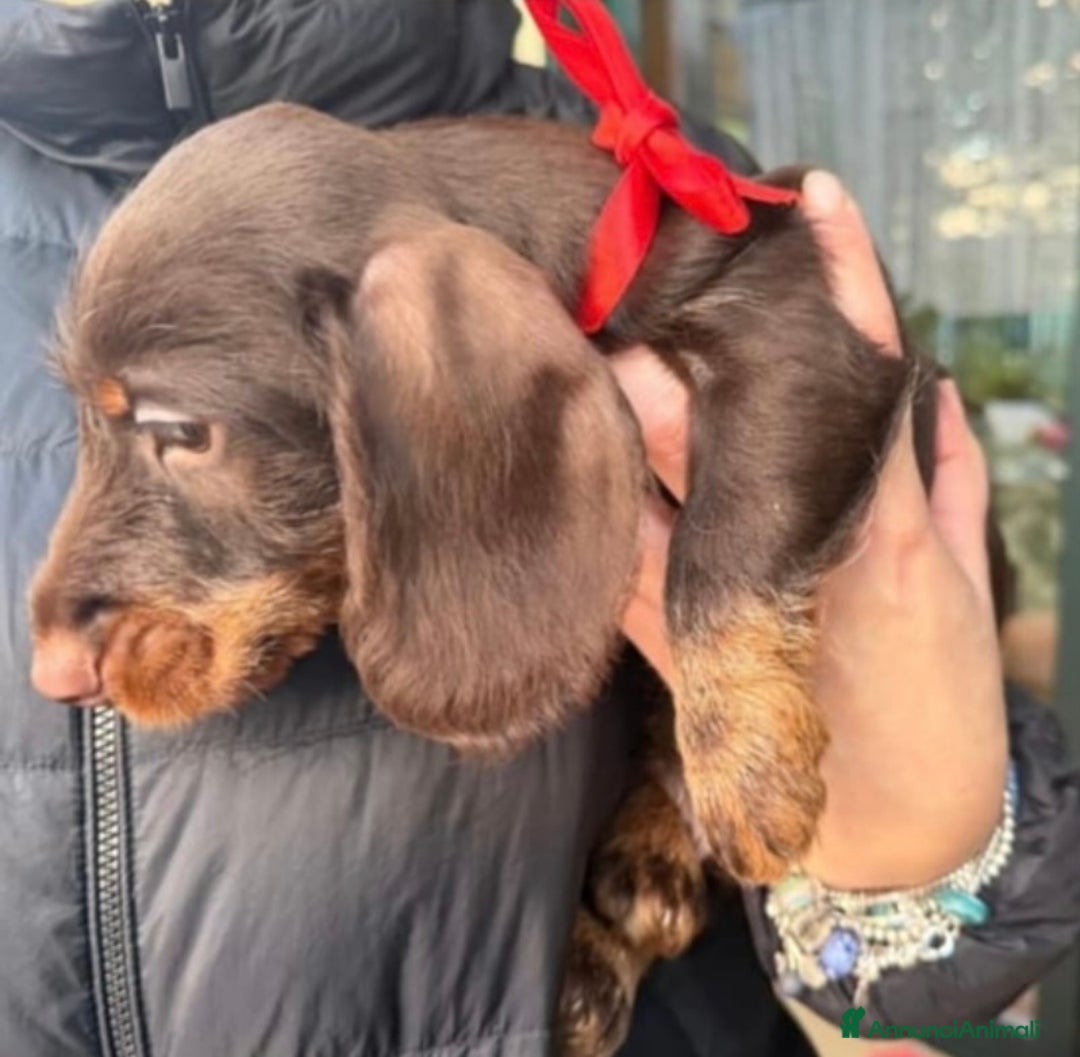 Bassotto cani in vendita: vendesi cuccioli di bassotto tedesco pelo duro - Annuncio 6