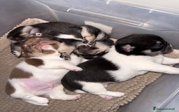 Chihuahua cani in vendita: Chihuahua - Annuncio 1