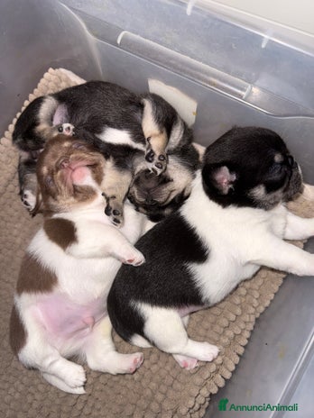 Chihuahua cani - Annuncio 15