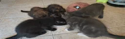 Maine Coon gatti in vendita: Cuccioli Maine Coon a Provincia di Macerata - Annuncio 11