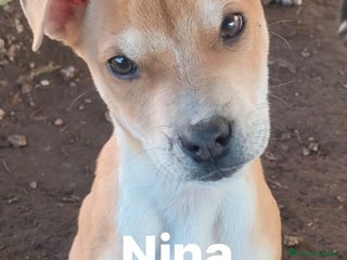 Pitbull cani Splendide cucciole di pitbull in regalo - Annuncio 16