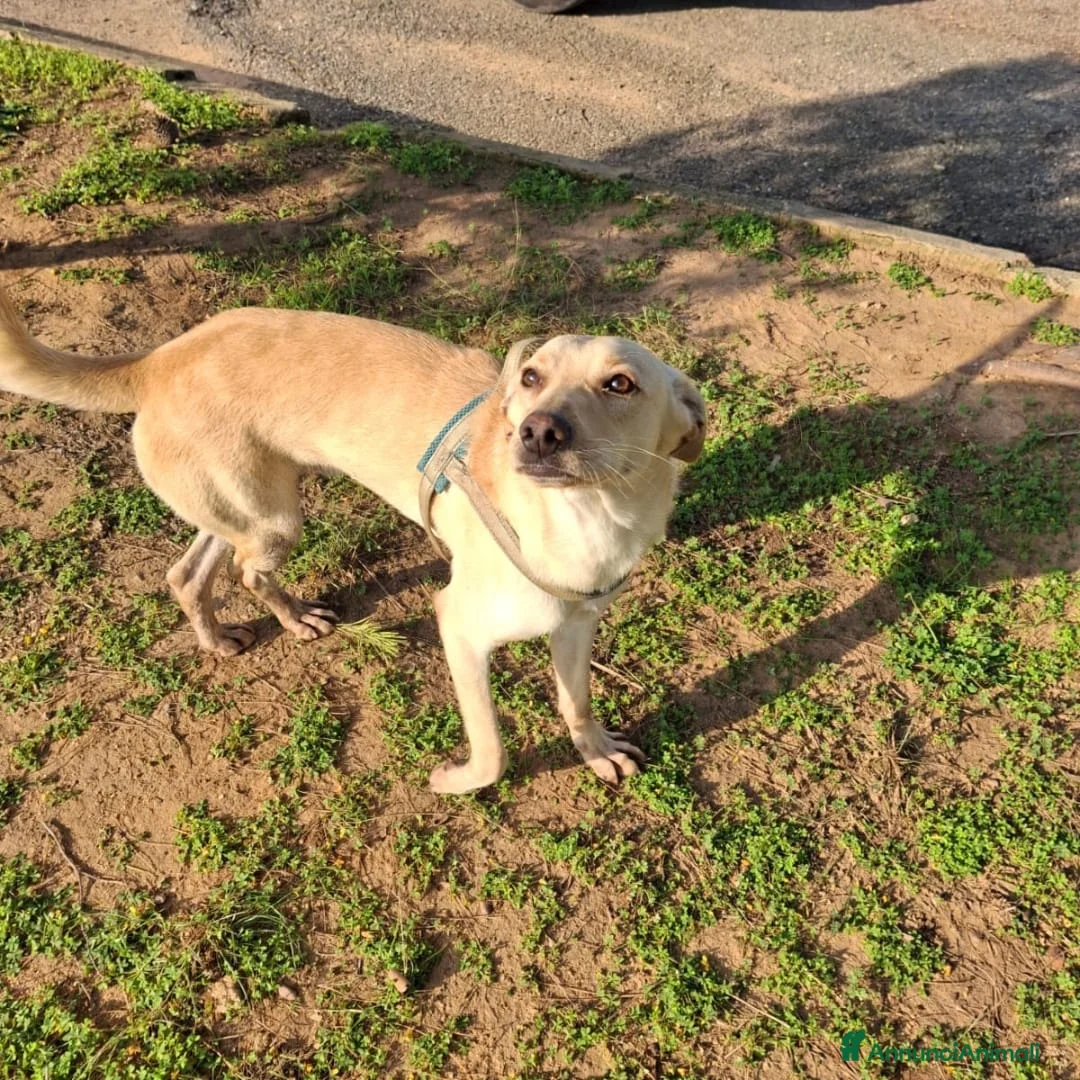 Meticcio cani in regalo: OLLY 💙 - cerca ANCORA casa. Tranquillo e dolce - Annuncio 4