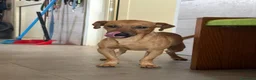 Meticcio cani in regalo: PippOtto  - Annuncio 2