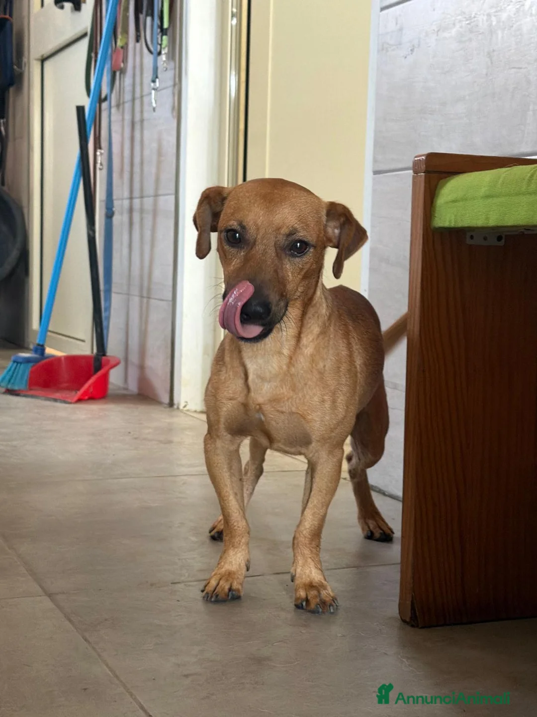 Meticcio cani in regalo: PippOtto  - Annuncio 2