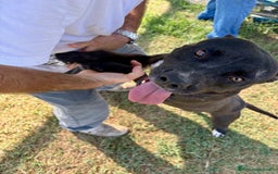 Pitbull cani in regalo: Jessy, cuore di pit❣️ - Immagine 3